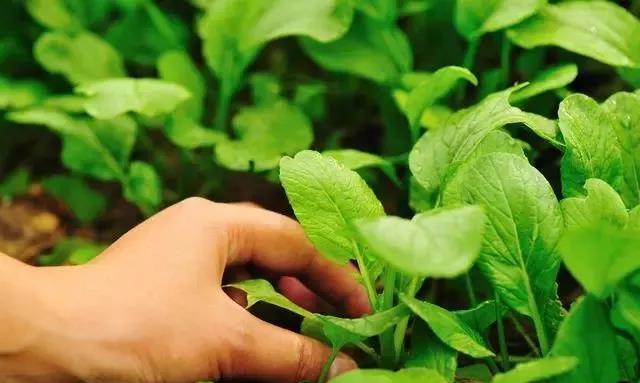 有機肥使用方法與作用